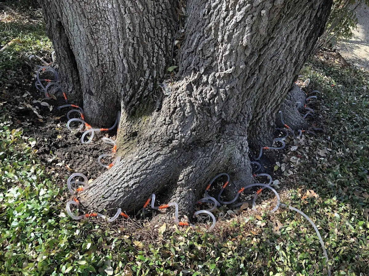Detailed Tree Cabling and Bracing job site in Shellman
